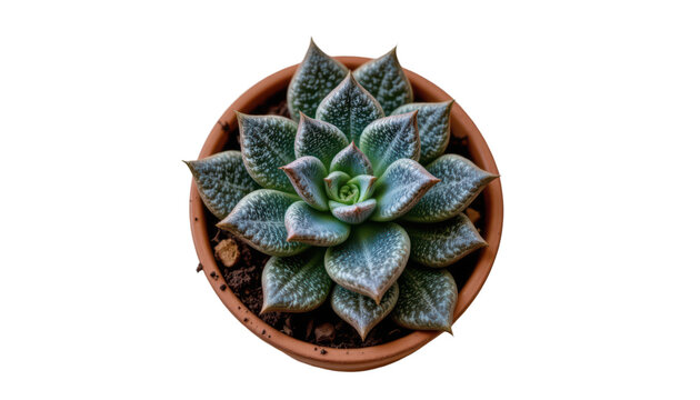 the main subject is a plant in a clay pot, set against a solid backdrop. the plant has fleshy leaves arranged in a rosette pattern, with a subtle pattern of dots on the leaves