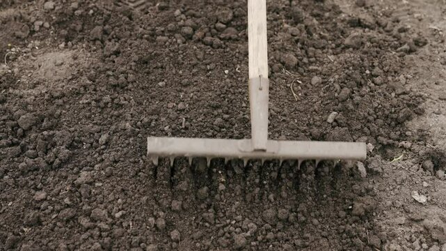 Gardener works soil in home garden with rake, prepares soil for transplanting seedlings. Worker works with rake in field, cultivating land for planting vegetables. Concept of agriculture, growing food