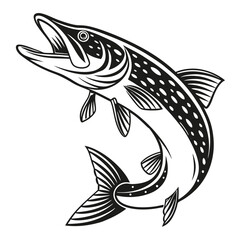 Fototapeta premium Black and white striking pike fish jumps upward with its mouth open ready to strike