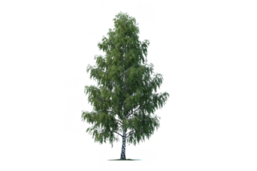 Tall, lush green tree with dense foliage stands against transparency background, showcasing its vibrant leaves and sturdy trunk. tree branches spread widely, creating full canopy