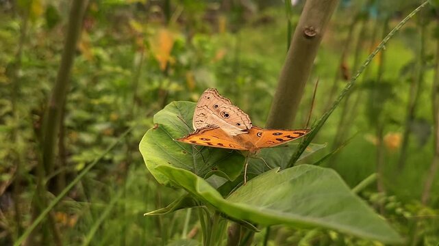 Macro shot of two male and female Junonia almana butterflies known as peacock pansy perch delicately mating in nature. love and life.