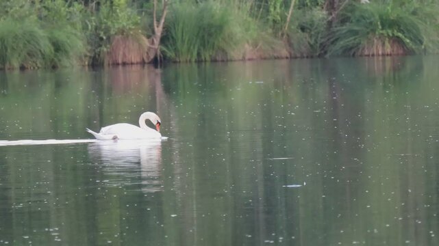Schwan am vorbei schwimmen