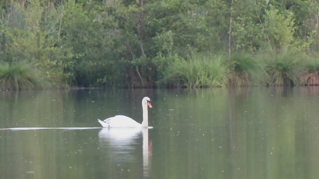 Schwan am vorbei schwimmen