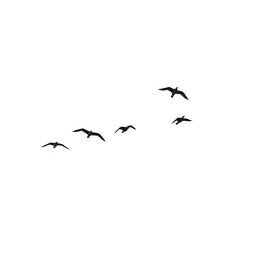 Silhouette of birds flying in the sky, transparent effect, white background,