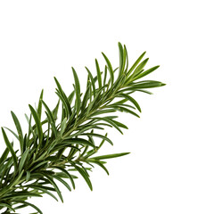 Obraz premium Fresh rosemary leaves, close-up view from the side, white background,aromatic,leaf,nature