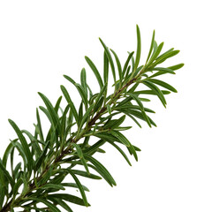 Fototapeta premium Fresh rosemary leaves, close-up view from the side, white background,summer,green,isolated