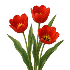 Bouquet of red tulips, three stems, frontal view, plain white background,love,pink,white