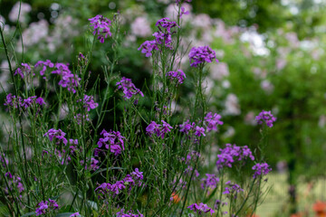 Dames Rocket Flowers with Green Background Foliage