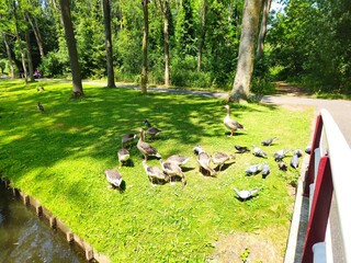 Pigeons marching in military formation. Pigeons on the bridge. pigeon community. feeding pigeons.