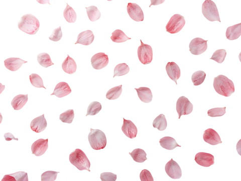 Pink cherry blossom petals scattered, data display, plain white background,rose,red,design