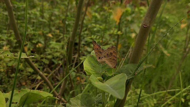 Macro shot of two male and female Junonia almana butterflies known as peacock pansy perch delicately mating in nature. love and life.