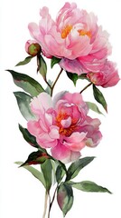 Beautiful Pink Peony Flower With Vibrant Petals and Green Leaves Displayed Against a White Background.
