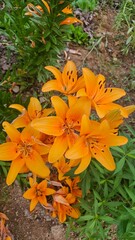 orange tiger lily