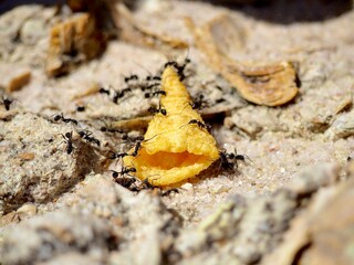 3D benenuts porté par des fourmis