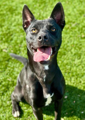 Black Pit Bull Dog Smiling on Grass