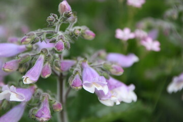 Purple Flower