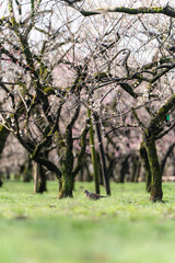 Obraz premium 水戸偕楽園の梅林と鳩