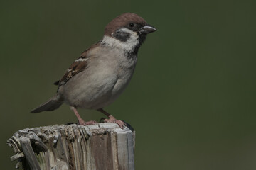 Sparrow on a fence