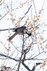水戸偕楽園の梅林とヒヨドリ