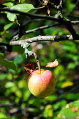 red apples on a branch