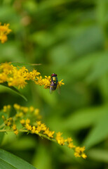 fly on a yellow flower