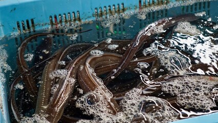 live eel at a seafood market in Busan Korea