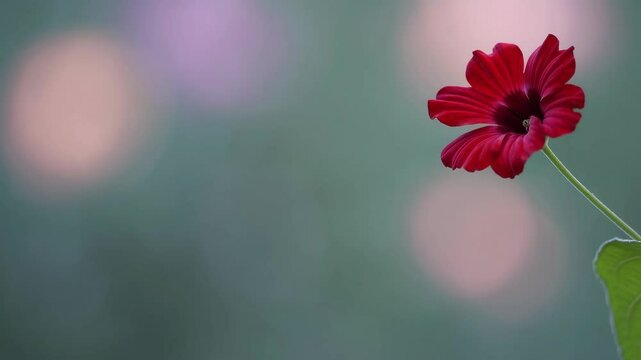 red beautiful flower on a beautiful toned blurred background, border. Delicate floral background