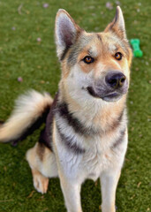 Shiba Inu Mix Dog Sitting on Green Grass