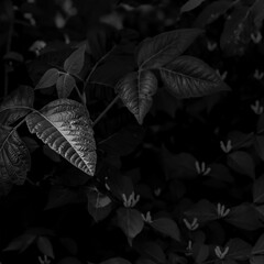Sunlight and shadow highlight a leaf in this off center crop.