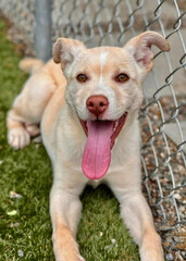 Cream Terrier Mix Smiling at Fence