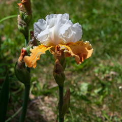 An iris bloom.