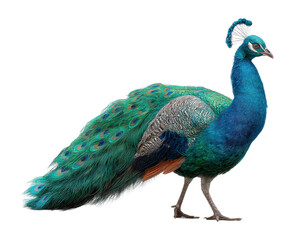 Obraz premium Majestic peacock displaying feathers nature setting wildlife vibrant colors shot cut out png
