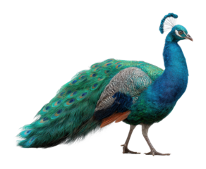 Majestic peacock displaying feathers nature setting wildlife vibrant colors shot cut out png