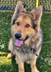 Fluffy German Shepherd Mix Dog on Leash