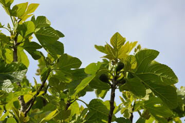 Organic Green Unripe Growing Fig