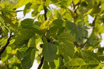 Organic Green Unripe Growing Fig