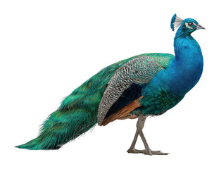 Fototapeta premium Majestic peacock displaying vibrant plumage in nature wildlife colorful environment cut out png