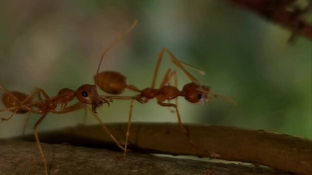 HD macro footage, vibrant red ants are captured in slow motion as they walk, swarm, and communicate with detailed antennae and mandibles, interacting on a tree trunk and branch in tropical rainforest