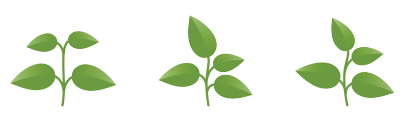 Green plant with four leaves. Nature, gardening and planting design elements. Isolated vector images