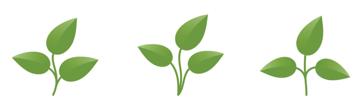 Green sprouts with three leaves. Floral, planting and nature design elements. Isolated vector images