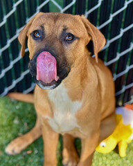 Obraz premium Tan Dog with Black Muzzle Licking Nose