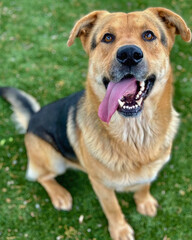 Black and Tan Mixed Breed Dog Smiling on Lawn