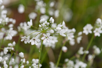 Close up of Neapolitan garlic (allium neapolitanum) flowers covered in water droplets