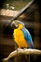 It's a cute parrot who is restin on a branch