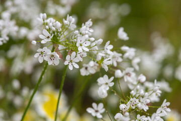 Close up of Neapolitan garlic (allium neapolitanum) flowers covered in water droplets