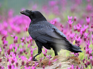 un gran cuervo negro en la montaña
