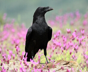 un cuervo negro en un campo de flores violetas