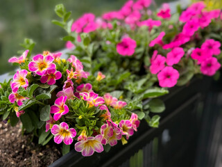 Beautiful blooming pink Calibrachoa decorative bell flowers in flower pot close up in balcony terrace garden