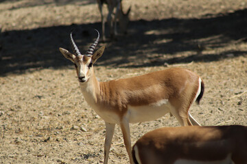 gazelle standing