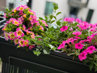 Beautiful blooming pink Calibrachoa decorative bell flowers in flower pot close up in balcony terrace garden